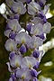 Wisteria Ludwik Lawin IMG_4422 Glicynia